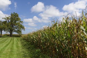 Farm Field of Corn in Late Summer