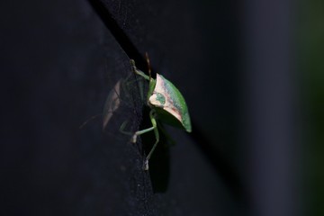 insecto verde