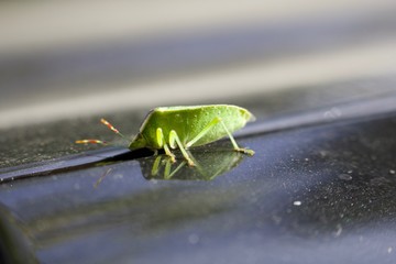insecto verde