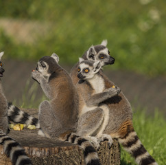 Lemur monkey in sunny evening and green background