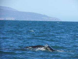 Obraz premium Ballena en Húsavik, Islandia