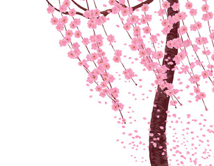 Branches with pink flowers and cherry buds, the trunk of a tree. Sakura. The petals fly in the wind. isolated on white background. illustration