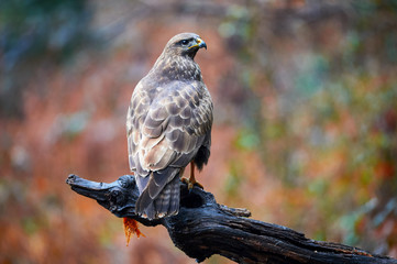 Buzzard perched on a branch