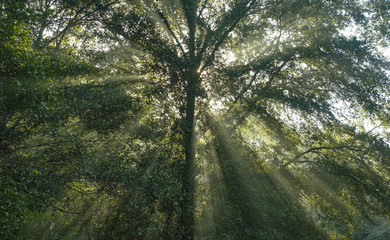 Large tree; sun shining through it. 