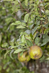 Apple tree branch with apples.