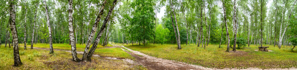 Fototapeta na wymiar Birch grove with a road and bench on sunny summer day, huge panorama