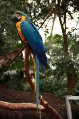 Obraz premium Blue arara at the brazilian forest