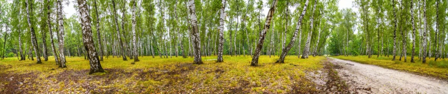 Fototapeta Birch grove with a road on sunny summer day, huge panorama