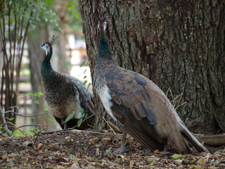 A pair of peacocks in a dense wooded area.