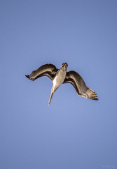 Flying Bird