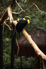 Toucan on a branch