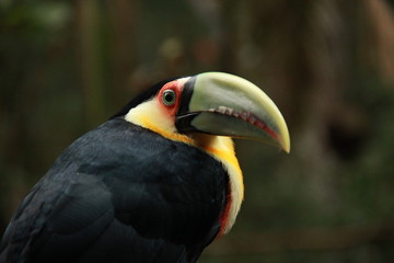 Toucan at the brazilian forest