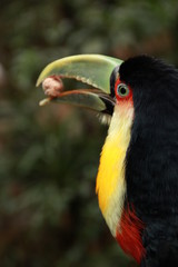 Toucan eating a fruit
