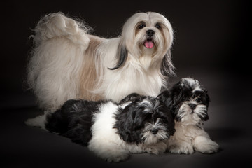 Mama Lhasa Apso with puppies. White Lhasa Apso with small puppies.
