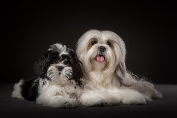 The dog Lhasa Apso lies with the puppy. White Lhasa Apso with a small puppy.