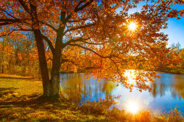 Golden autumn. Tree with yellow leaves. The ray of the sun passes through the flasks. Autumn.