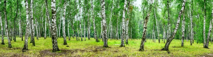 Printed roller blinds Birch grove Birch grove on a sunny summer day, landscape banner, huge panorama
