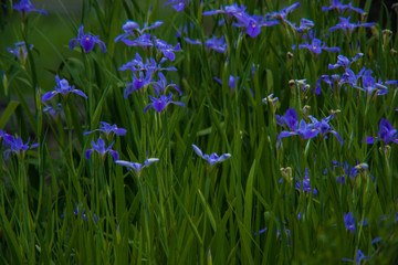 Wild Louisiana Blue Swamp Iris