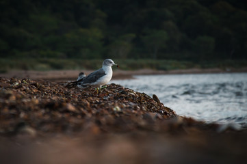 Insanely photogenic gulls on the stony shore of the Japanese Sea