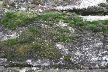 Close up green mos on rock stone texture