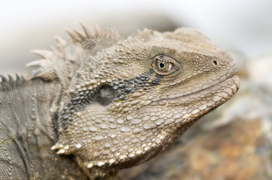 water dragon lizard head rhs