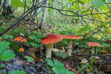 Red mushroom Amanita muscaria