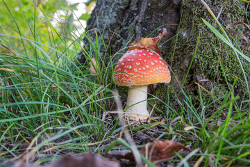 Red mushroom Amanita muscaria