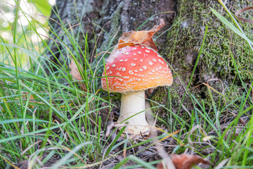 Red mushroom Amanita muscaria