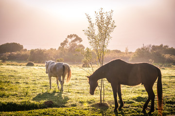 Fototapeta na wymiar backlit soft image of bay brown and grey coloured horse in a green grass field with dew on the ground at sunrise