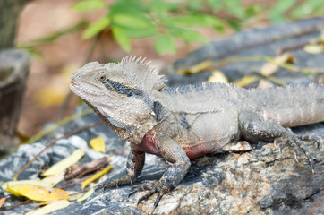 water dragon lizard side on