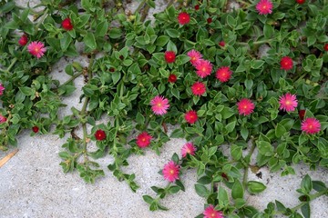 ベビーサンローズ