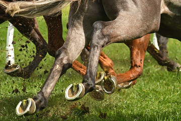 Horse racing action