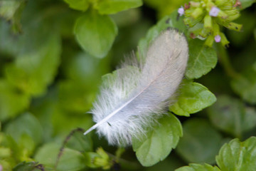 Feather Macro