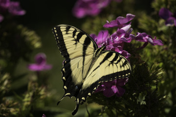Giant Swallowtail feeding on garden flowers.