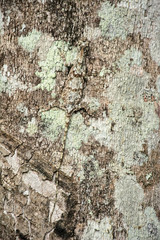 Obraz premium Lizard fly camouflage