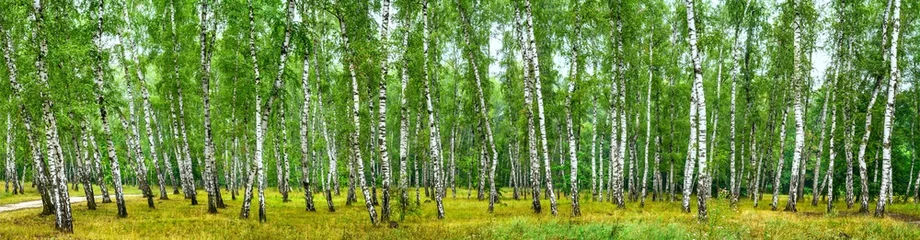 Acrylic prints Birch grove Birch grove on a sunny summer day, landscape banner, huge panorama