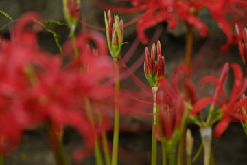 彼岸花　赤　つぼみ