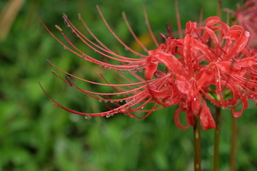 彼岸花　水滴