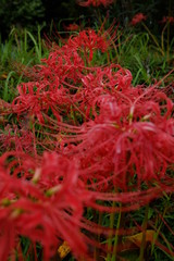 連なる　彼岸花