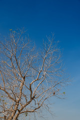 Tree branches without leaf.