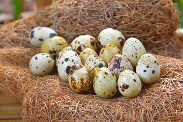 Naklejka na ściany i meble quail eggs in a nest of hay.