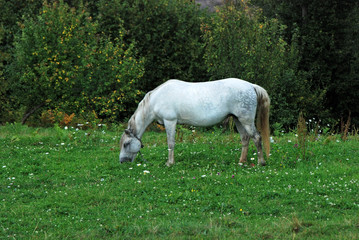 Obraz na płótnie Canvas Horse in pasture