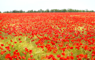 Obraz premium Photo of beautiful red poppies