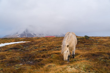 Cute Icelandic horses. The Icelandic horse is a breed of horse developed in Iceland.