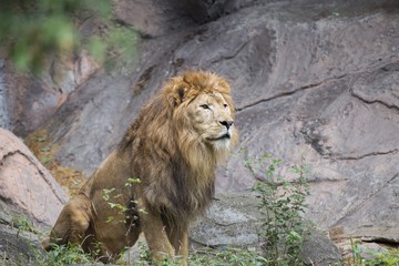 Plakat Lion (Panthera leo)