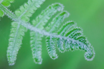 Fern Macro