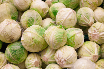 Fototapeta na wymiar Green fresh cabbage background cabbage from field. cabbage background. cabbage harvest.