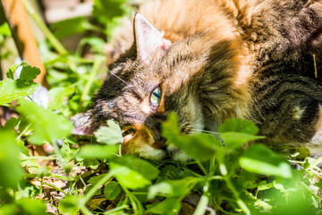 Naklejka na ściany i meble Closeup of high calico maine coon cat lying in bed of catnip greens plant in outdoor home garden