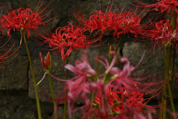 彼岸花　赤
