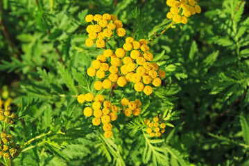 Tansy (Tanacetum vulgare)